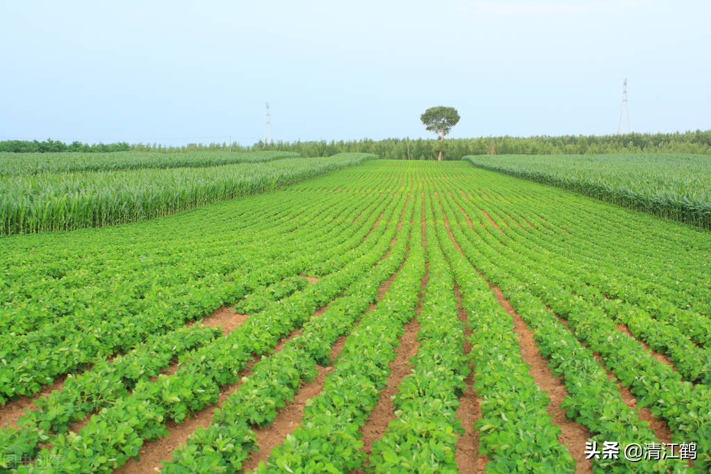 豆类地能用什么除草剂,豆类除草剂配方大全