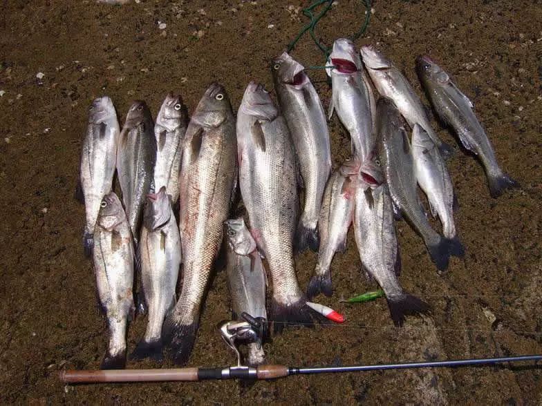 近海钓海鱼技巧,淡水海鲈怎么钓和找位置