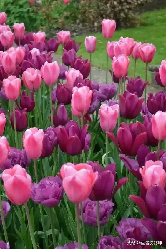 绝美郁金香花图片,绝美郁金香图片大片