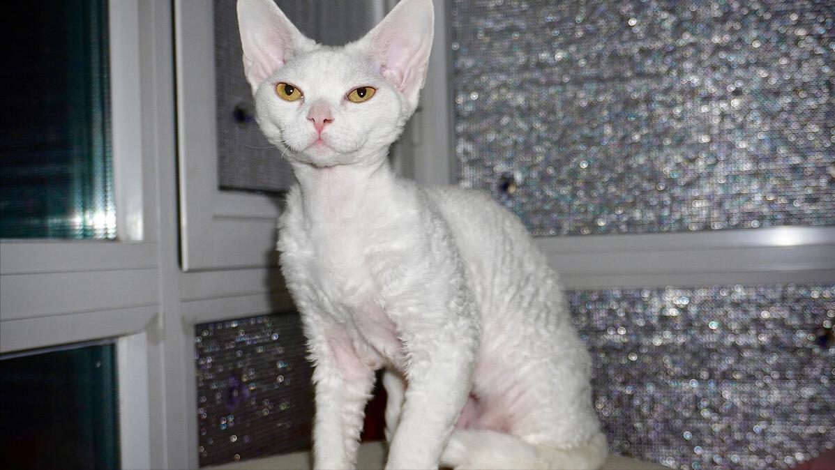 tom梦中情人,tom猫的梦中情人