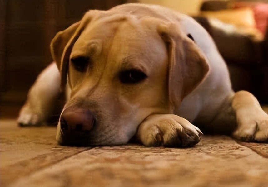 狗狗的一些动作说明狗狗生病了,这5个信号是狗狗生病的标志