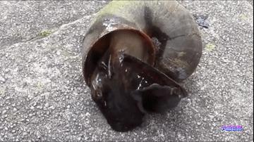 厦门一市民点炒田螺，餐厅却用非法福寿螺代替，被监管部当场销毁