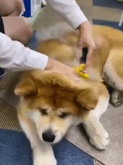 为啥不建议养秋田犬,千万别养秋田犬