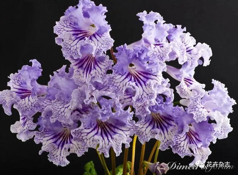 堇花兰的种植方法,浅谈养花技巧