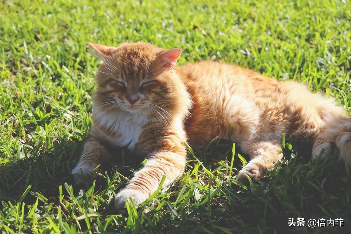 让我看看有多少人中了：猫晒太阳能补钙的*局骗**？