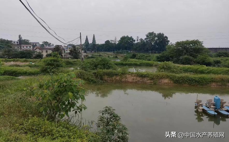 人工养对虾一亩地能赚多少钱,养殖对虾一亩地能赚多少钱