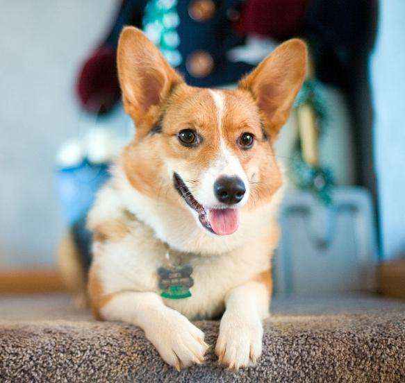 三个月柯基吃多少狗粮,柯基狗粮什么牌子好还便宜