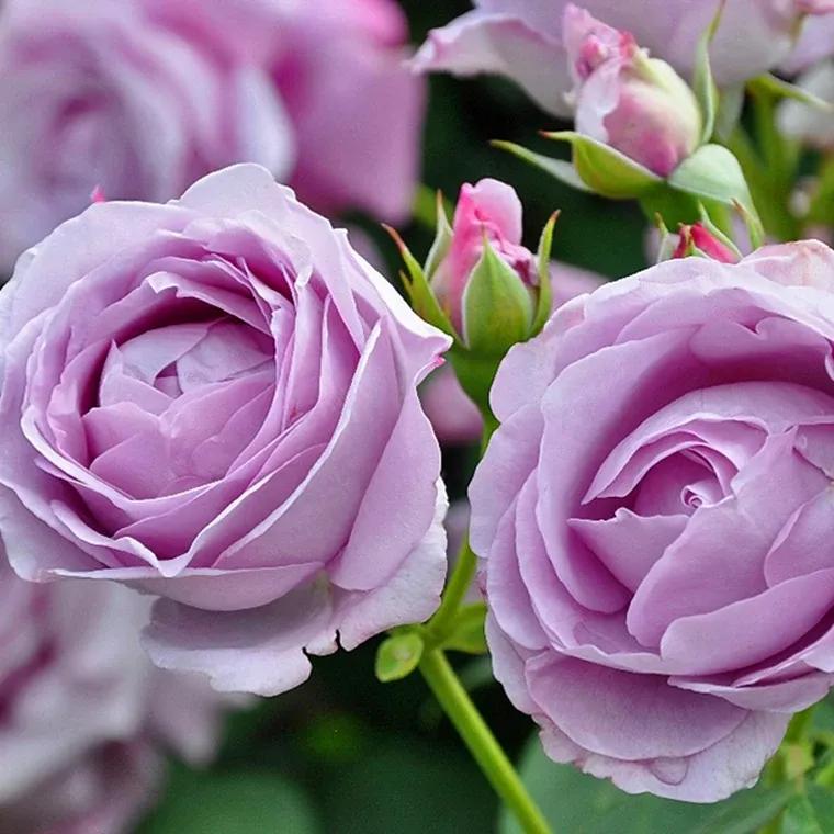 月季美图100张,妩媚动人的月季花图片