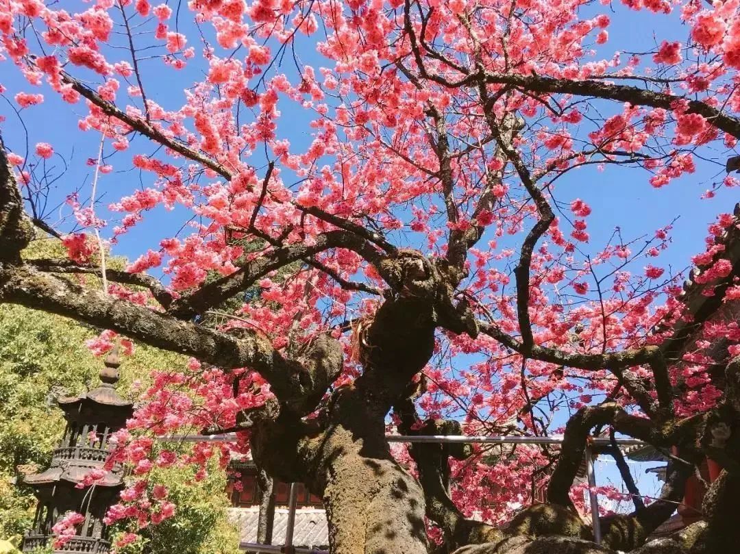 初春河津樱花图片大全,河津樱花品种大全