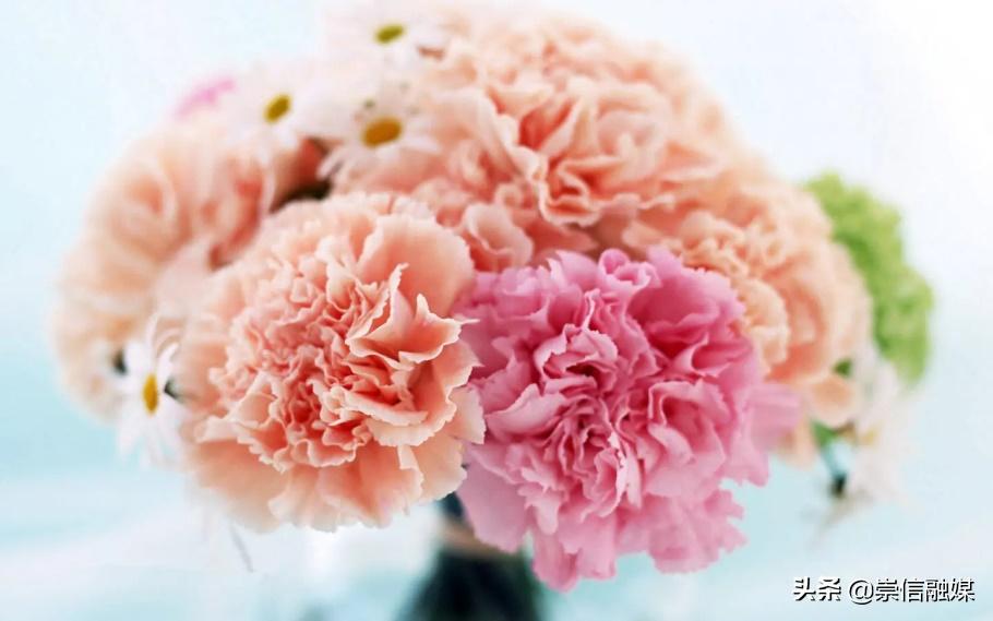 母亲节背后的历史,母亲节为什么要送洋甘菊康乃馨