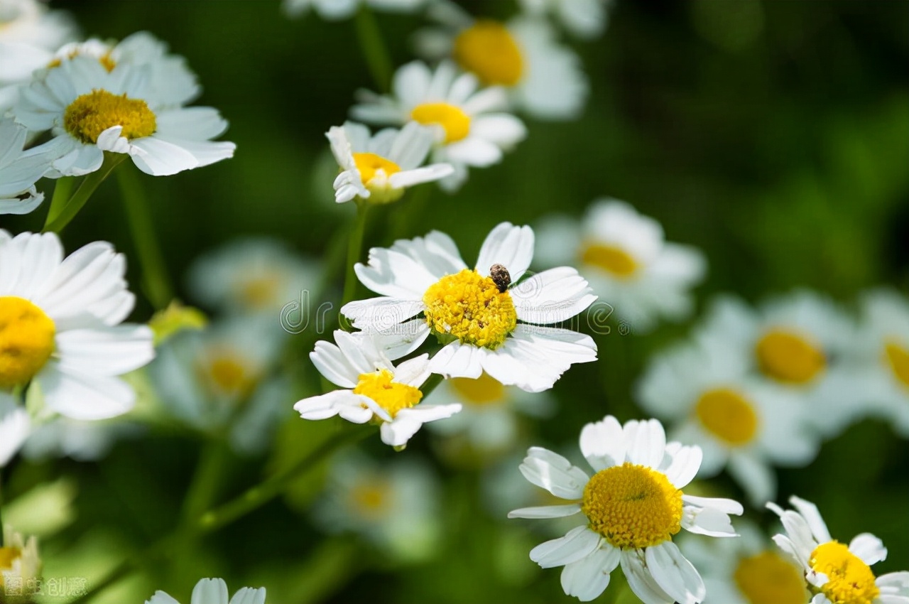 清都的原创诗词，4年作品合集，用文字记录生活