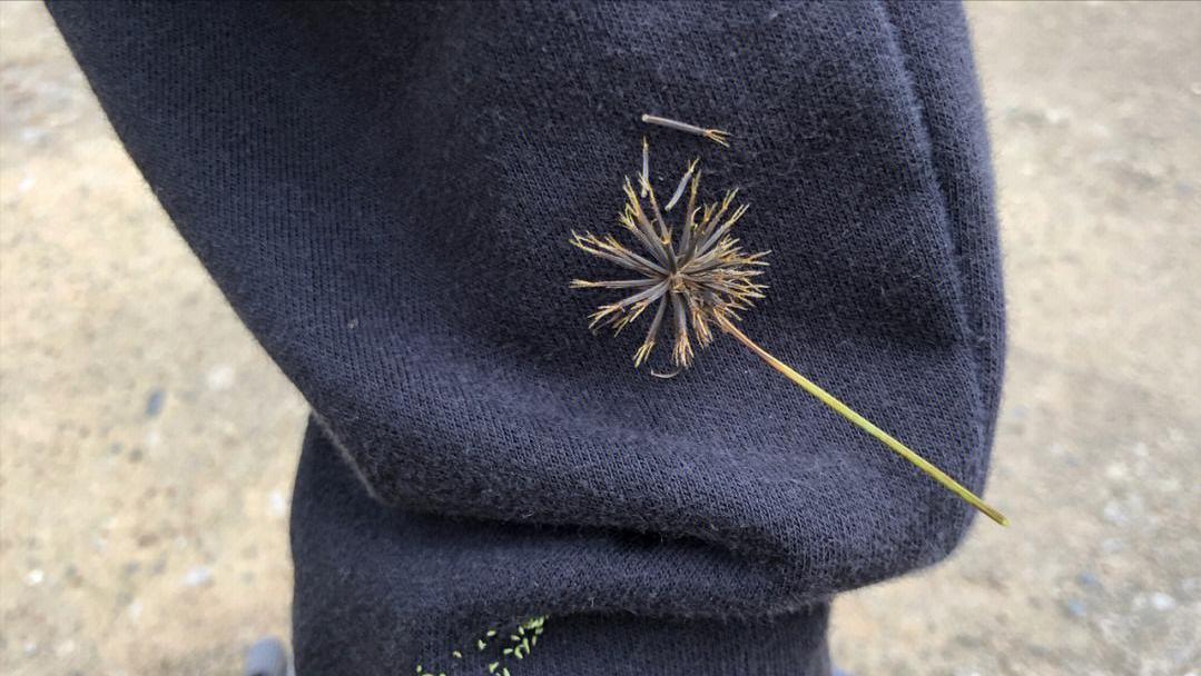 路边常见的这种野草,旱地里生长的这种带刺野草