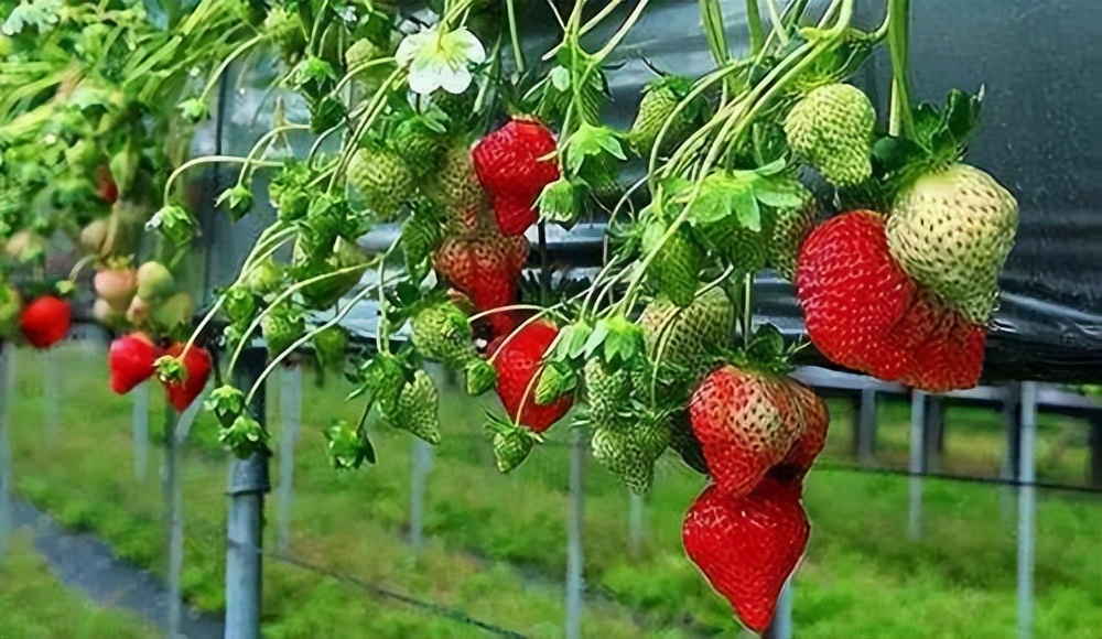 休闲农业可以开发哪些创意,休闲农业规划十大秘诀