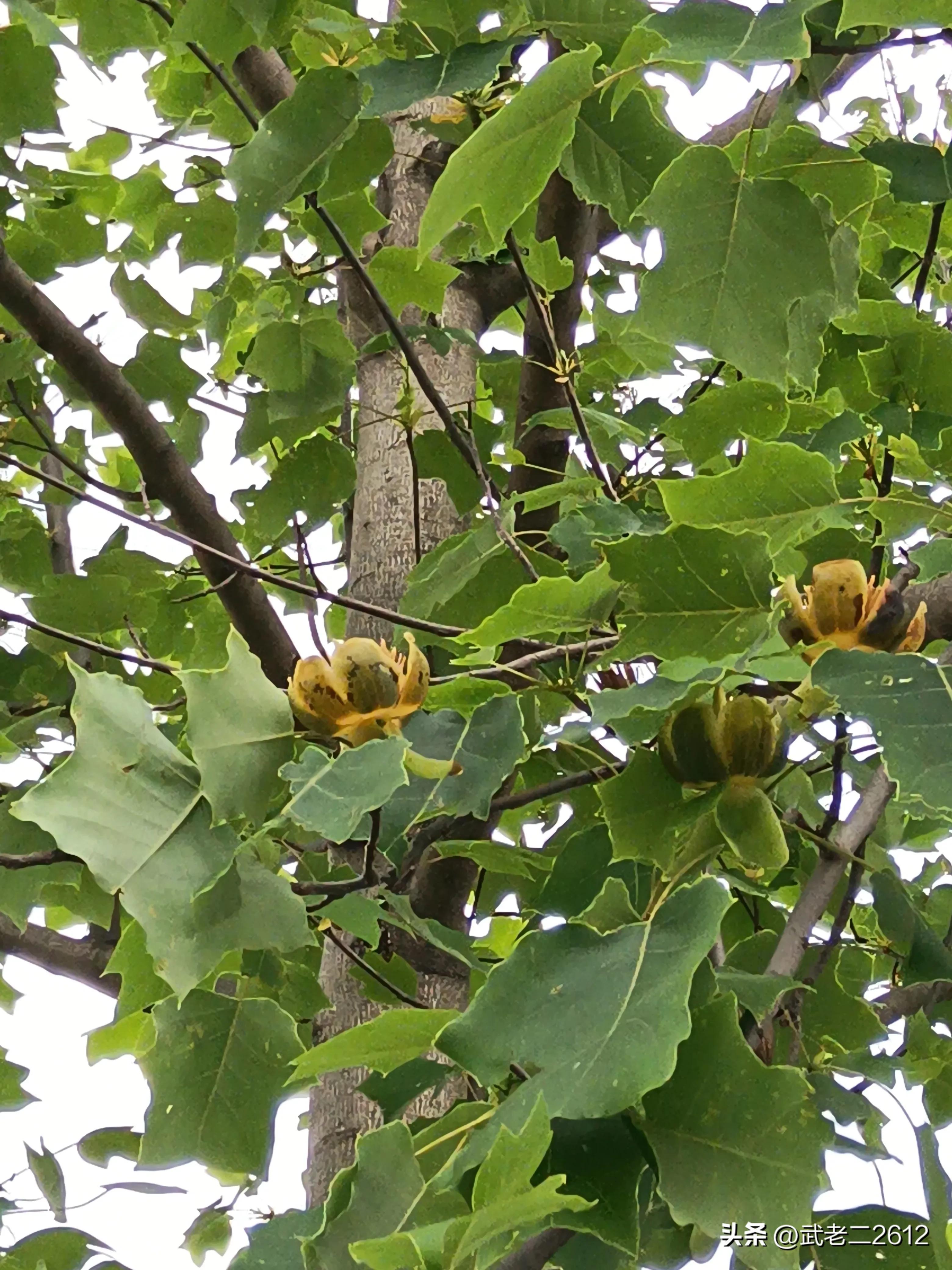 一个为我折树上莲花灯的人