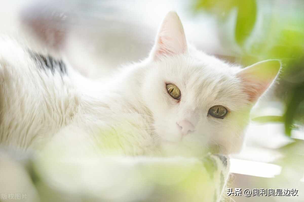 为什么很多人宁愿养猫也不养孩子,为什么现在女生愿意养猫不生小孩