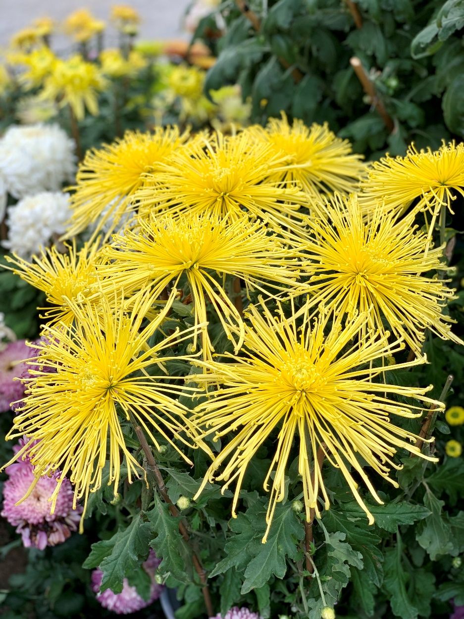 东湖公园赏菊花,深圳市东湖公园一年一季的菊花展