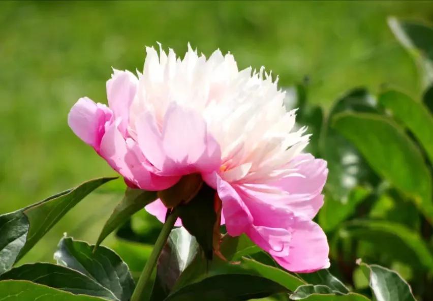 人间有味是清欢完整版免费观看,人间有味是清欢林清玄原文摘抄