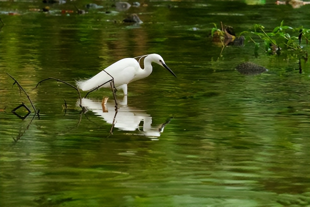 坪山金龟生态艺术小镇,坪山全域自然博物步道
