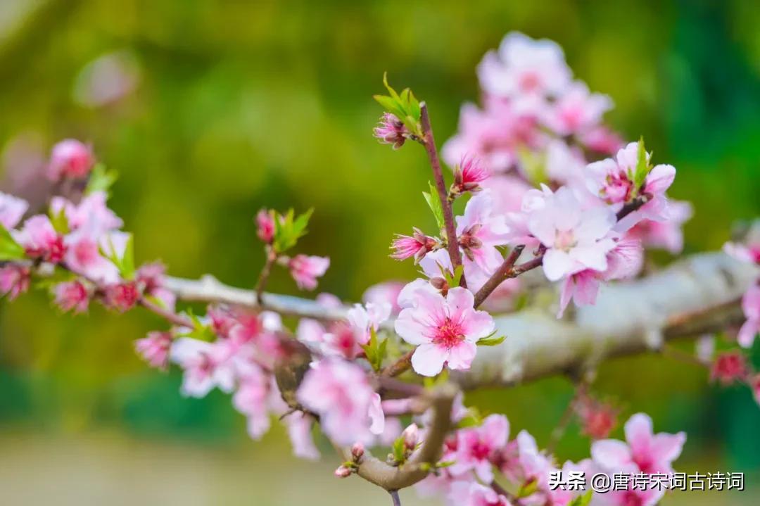 我心素已闲,我心素已闲是什么意思