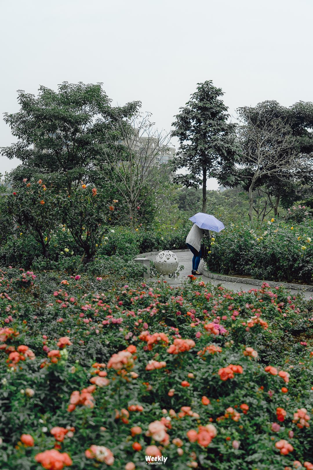 好好走过红荔路，才知道住福田有多让人羡慕