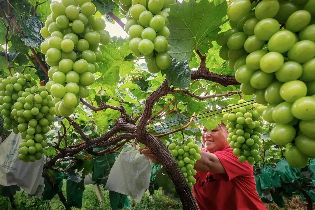 抓住秋天摘苹果,抓住秋天的尾巴赏红叶