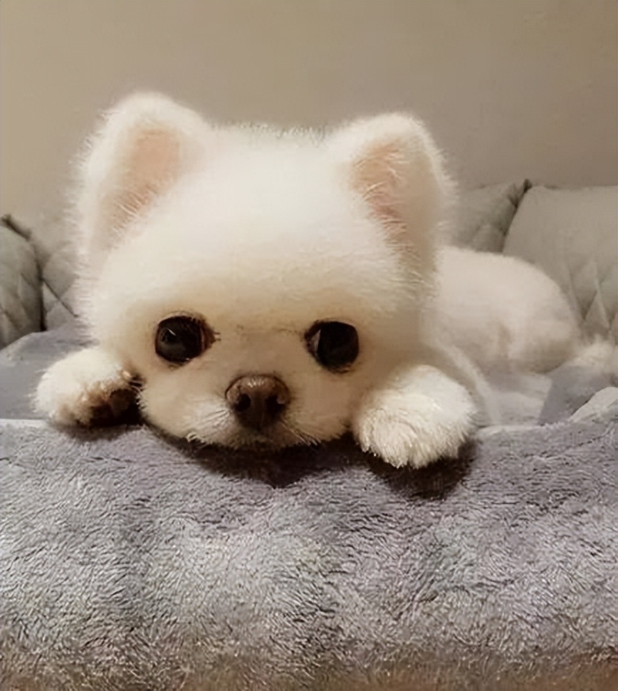 博美犬这些坏毛病竟是聪明的表现,博美犬的5大缺点你知道吗