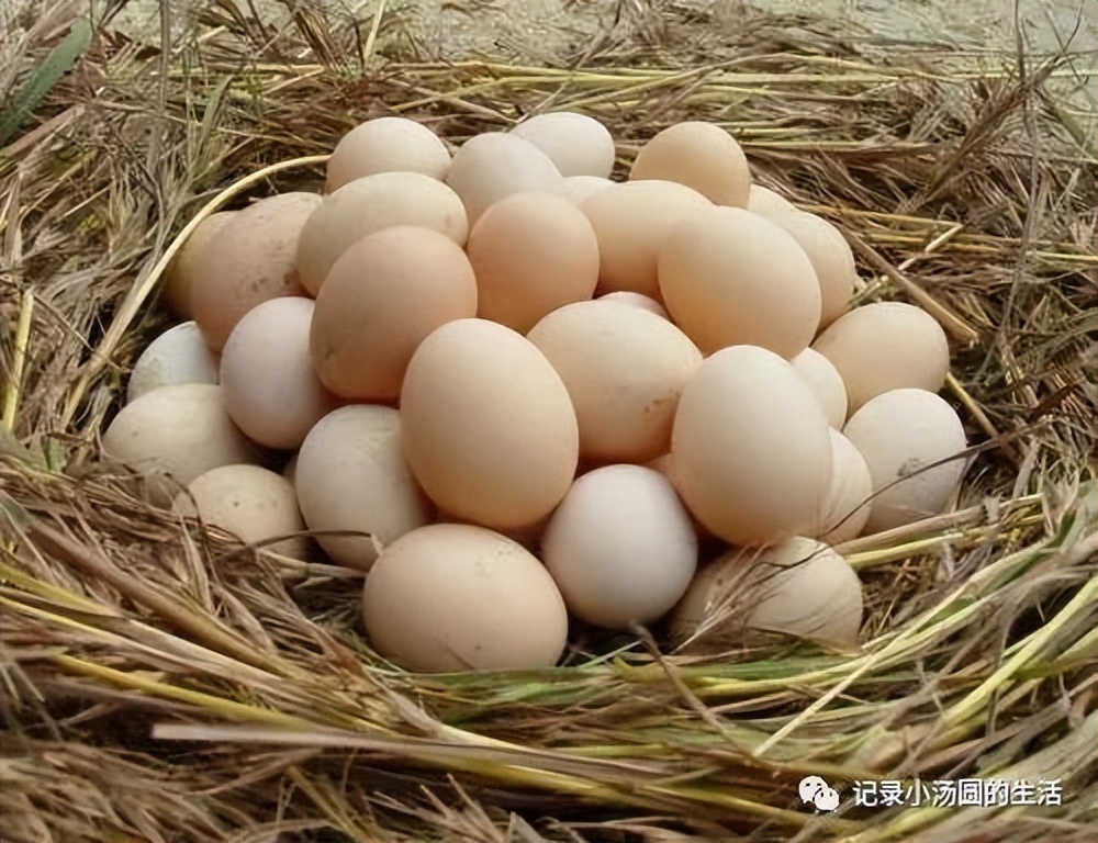 10个月宝宝吃完炒鸡蛋呕吐,10个月宝宝吃鸡蛋吐是什么原因