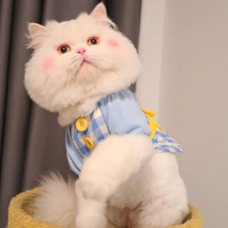 不要被可爱蒙蔽眼睛,买猫被骗300元是真的吗