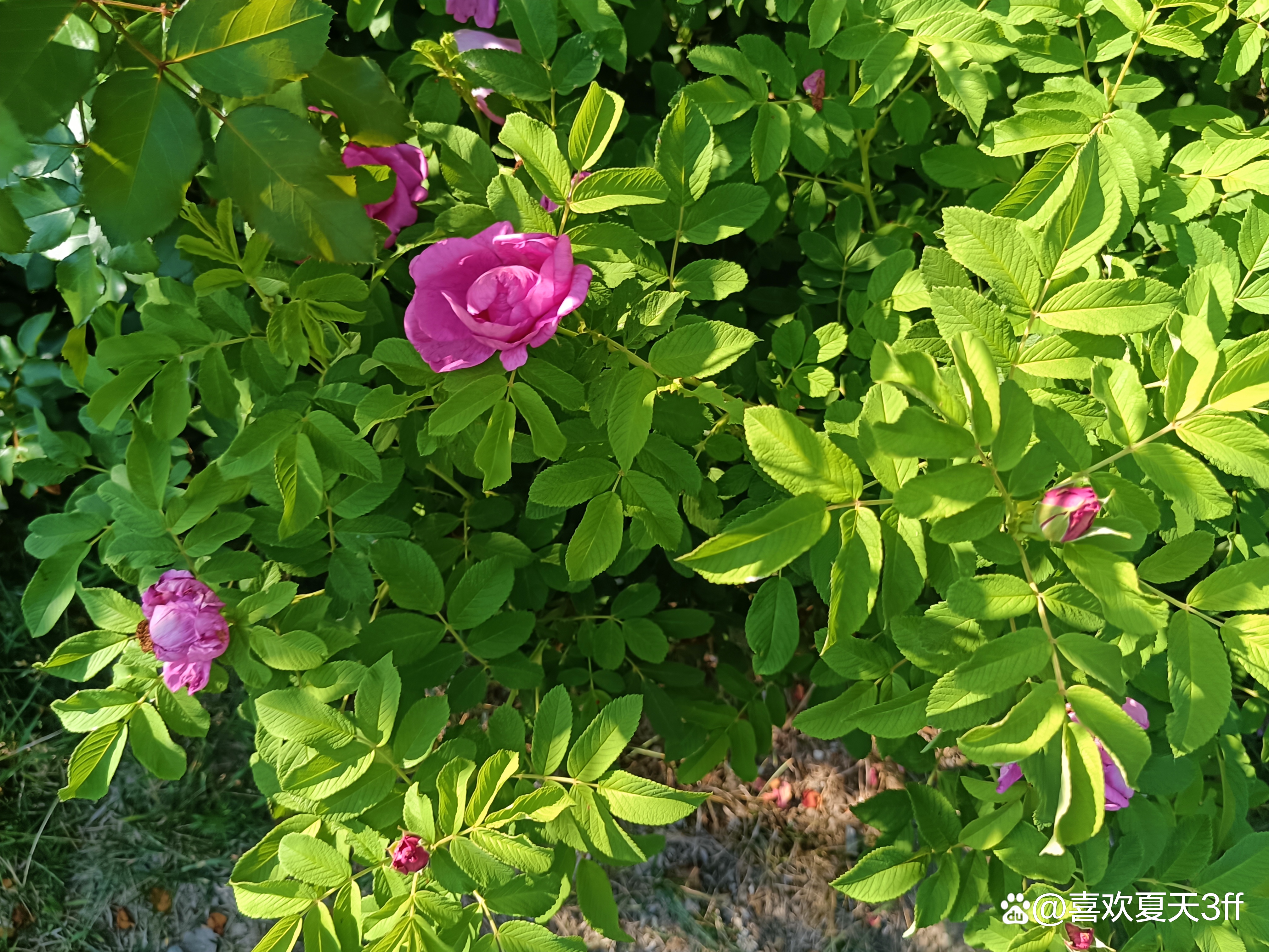 初秋时节鲜花盛开姹紫嫣红,花开初夏花香四溢