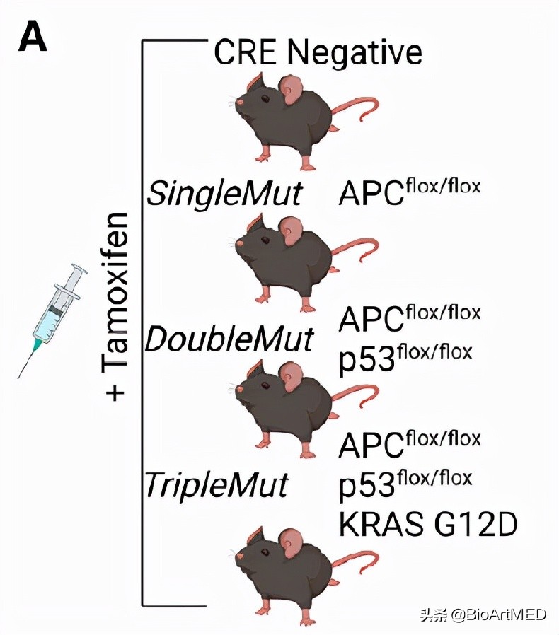 澶ц偁鐧屾不鐤梒sco鎸囧崡,鑲跨槫鏍囧織鐗╂不鐤楃粨鑲犵檶