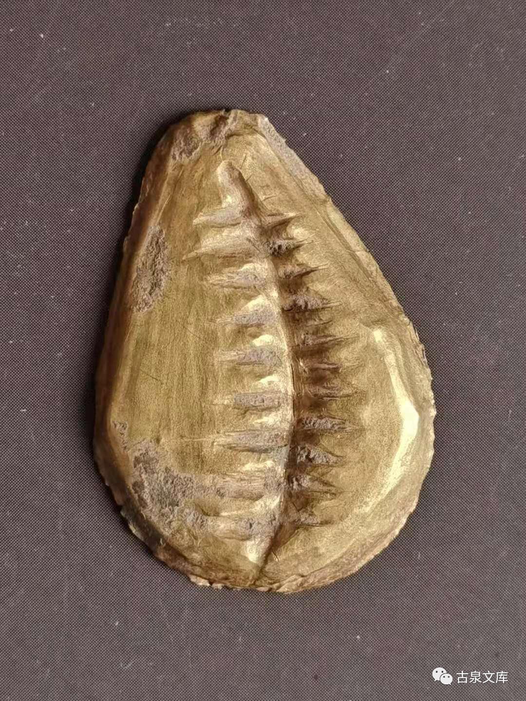 天然贝币真品价格,原始贝币发展史