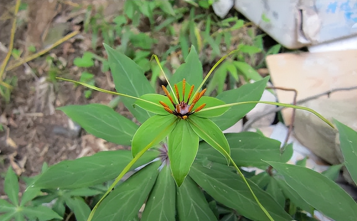 什么植物增收最好养活,农村山里有哪些值钱的植物