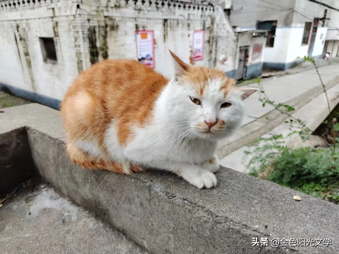 作文心爱之物500字,我的心爱之物作文开头