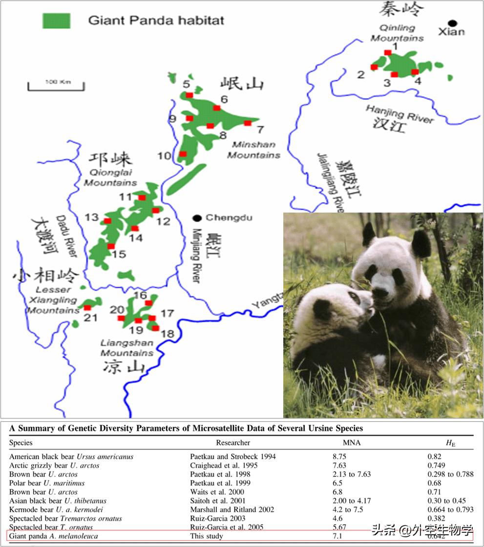 野生小熊猫的生活视频,大熊猫竹林真实图片