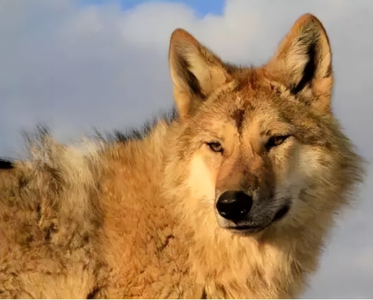成都画家在草原写生收养狼的故事,成都女青年画家意外收养一只幼狼