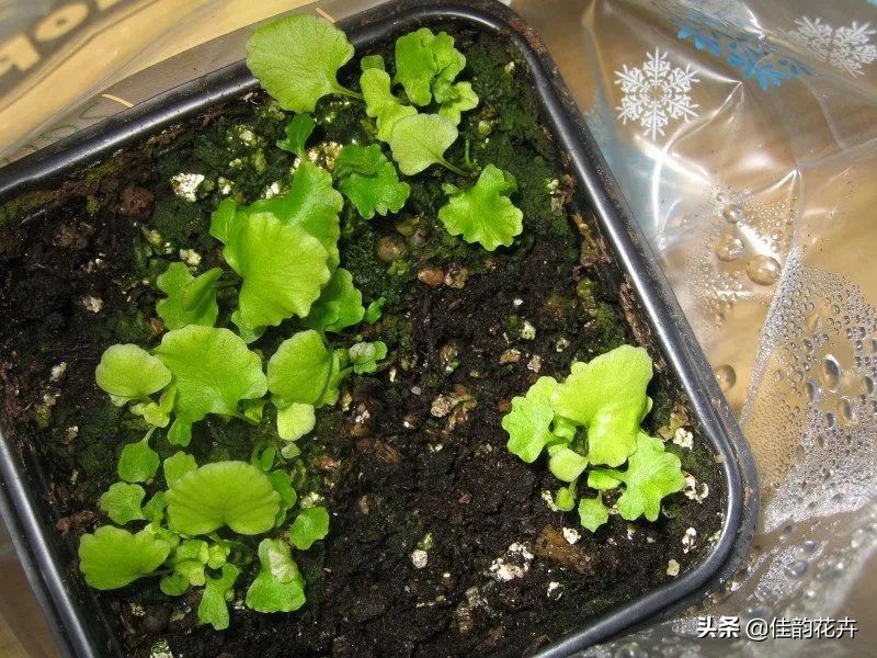 花卉绿植扦插繁殖方法视频播放,各种花卉的扦插视频教程