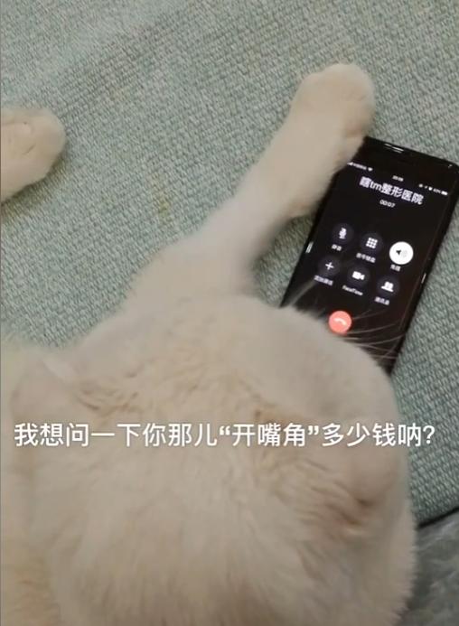 猫界顶流刘二豆,喵界顶流二豆