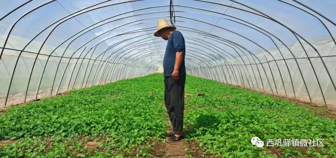 小薯苗脱贫致富项目,小土豆撬起致富大产业