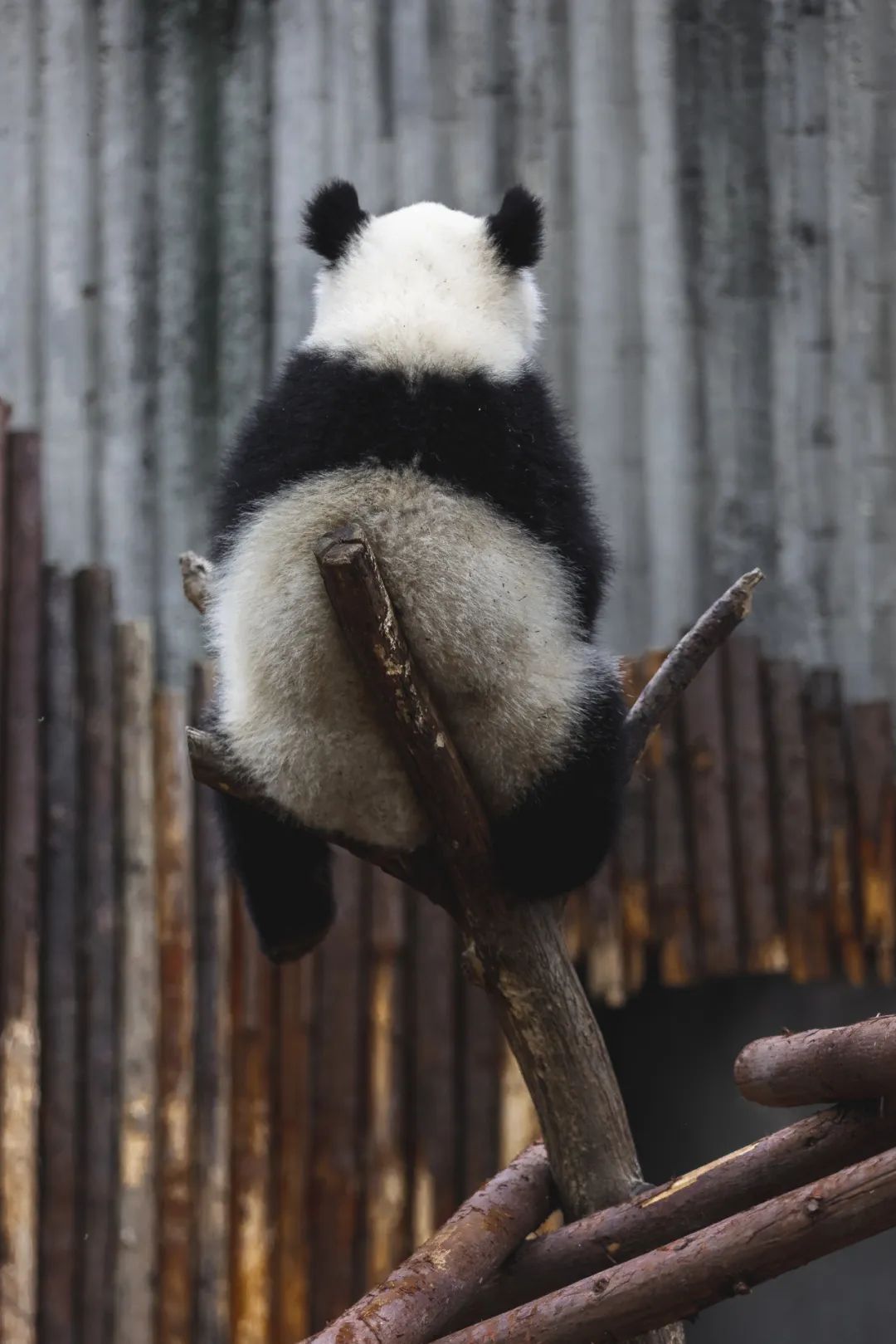 我真的太爱熊猫了，难不成上辈子是根竹子？