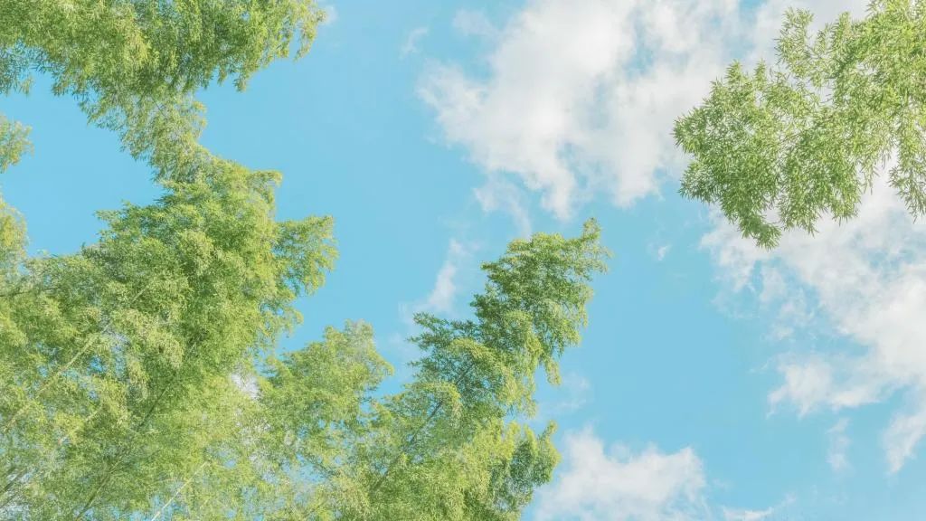 四年级期末作文必考我的乐园,我的乐园作文四年级400字范文菜地