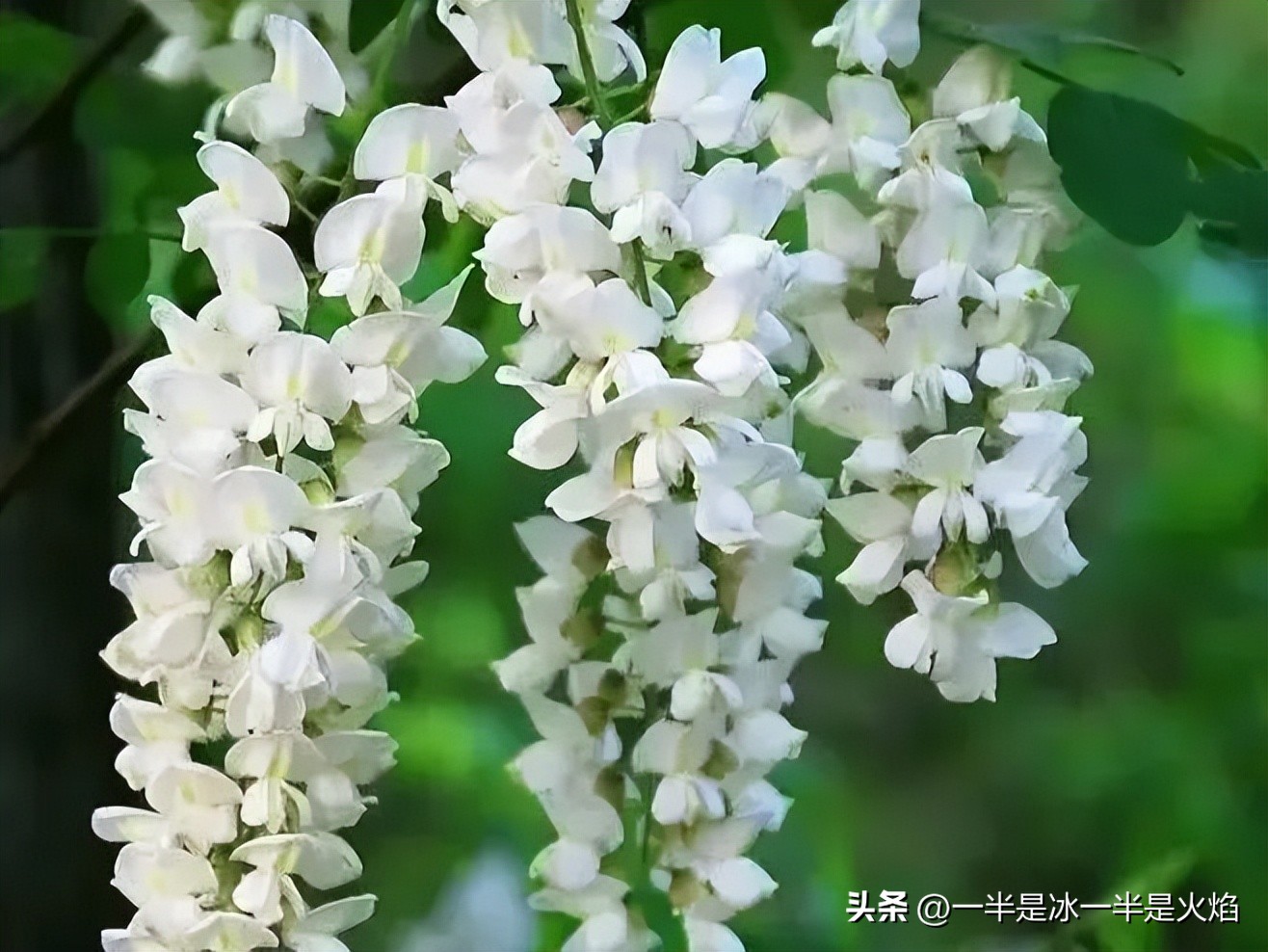 随笔：有一种快乐叫“捋洋槐花”