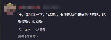 警犬巴顿有多凶猛,帅网红警犬巴顿训练视频