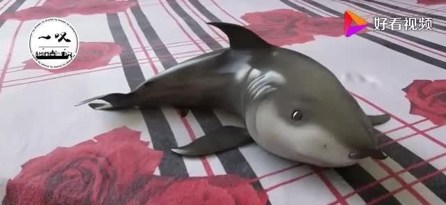 国外有钱人买了鲨鱼蛋，回家一剖开，小鲨鱼就展现了霸主形象！