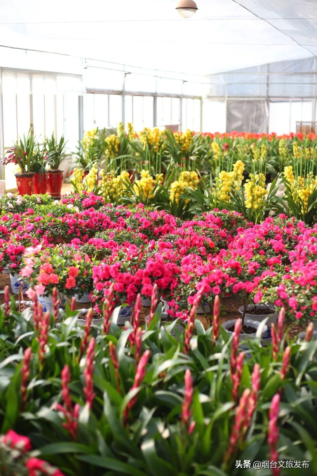 烟台祥和花鸟市场,烟台花鸟市场