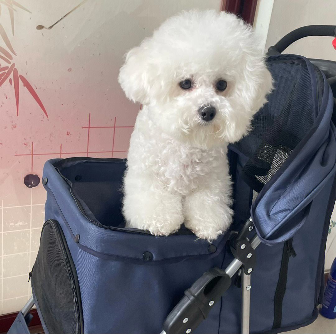 十种最好养的狗狗优缺点,十种最好养的狗狗优缺点是什么