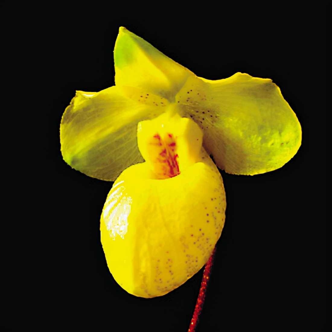 快来看看，兰花的世界真奇妙|壹木星球No.14