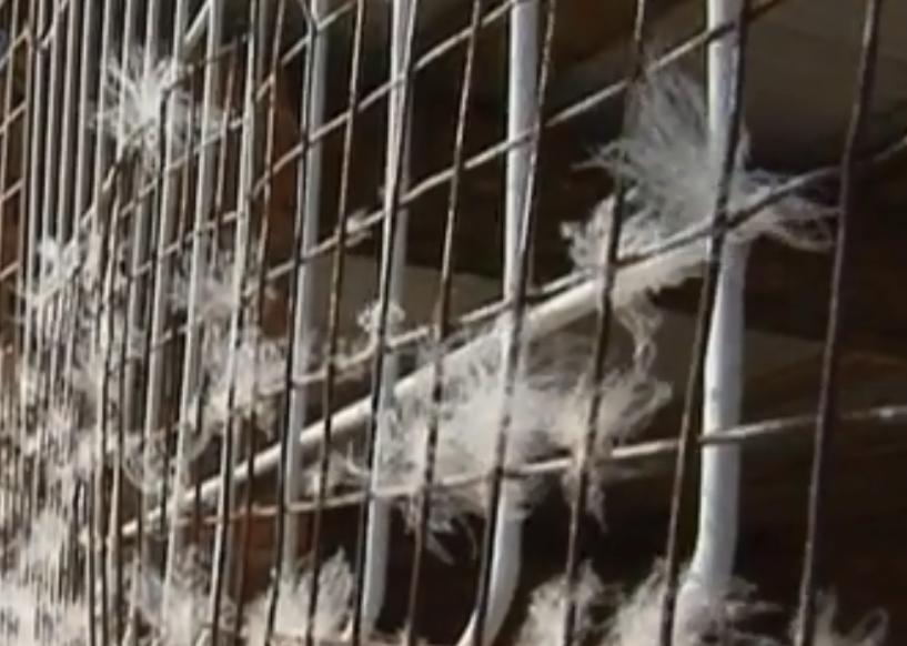 黑天鹅被盗事件,天鹅失踪事件