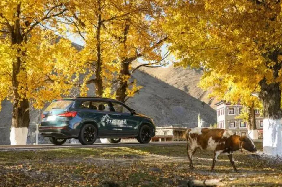 剧好听的歌单依纯,剧好听的歌综艺