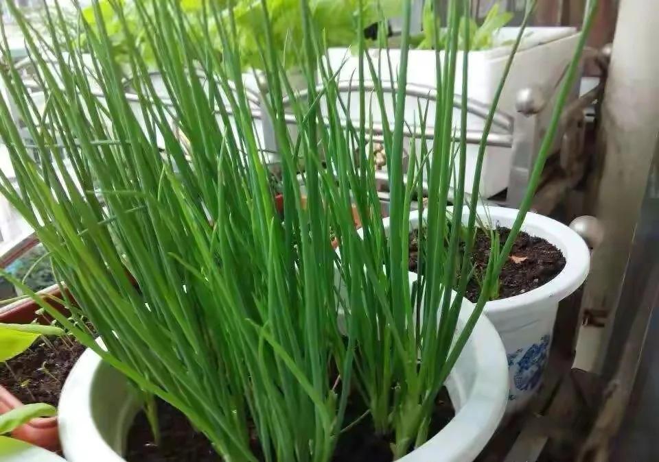 细香葱百合科多年生植物,百合科植物学