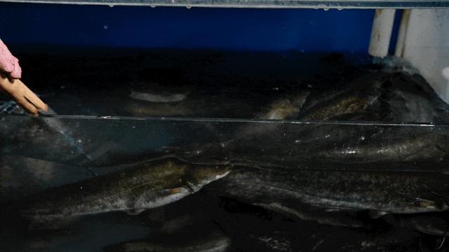 中国做鱼最好的连锁店,北京做鱼好吃的特色店